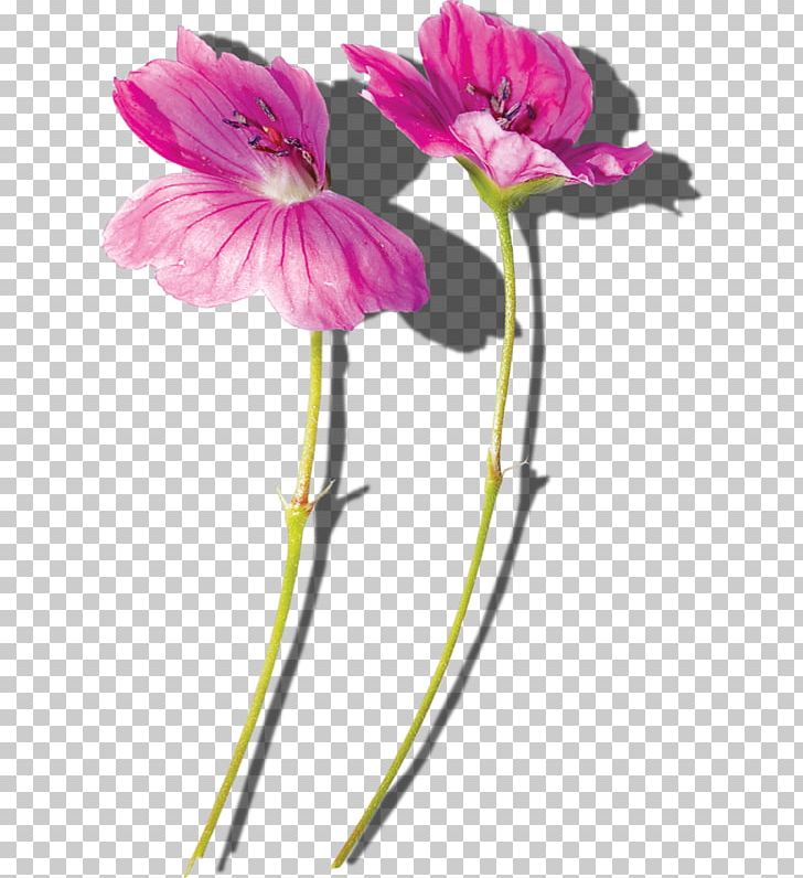 Common Hibiscus Flower Plant Stem PNG, Clipart, 1800flowers, Cari, Carnation, Common Hibiscus, Cut Flowers Free PNG Download