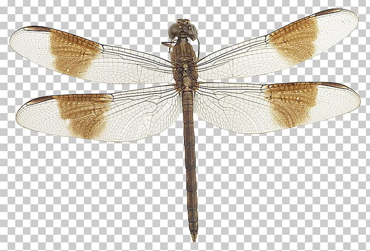 Dragonfly Mass Audubon Arcadia Wildlife Sanctuary Connecticut River Combs Road Net-winged Insects PNG, Clipart, Arcadia, Arthropod, Combs, Connecticut River, Dragonflies And Damseflies Free PNG Download