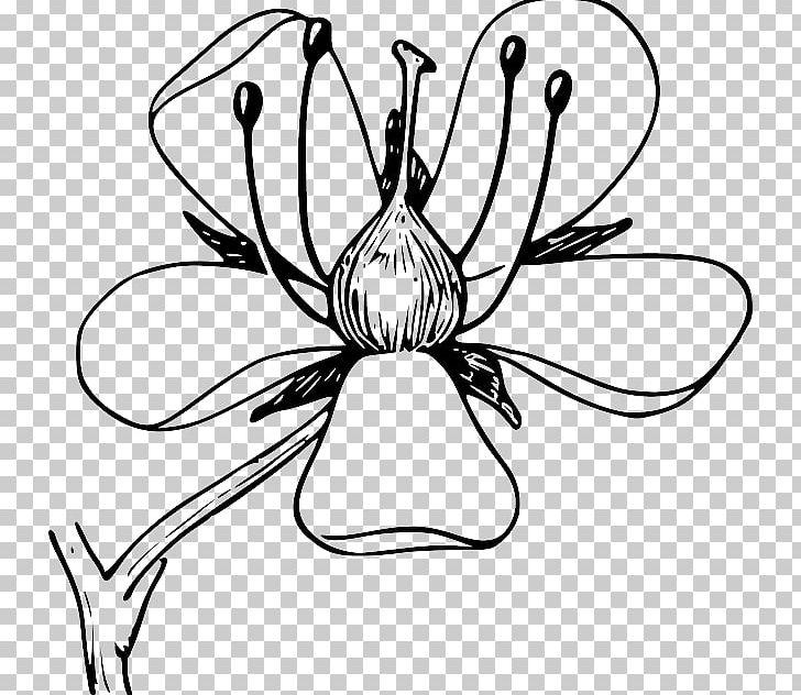 Flower Petal Diagram Botany PNG, Clipart, Artwork, Black And White, Botany, Corolla, Diagram Free PNG Download