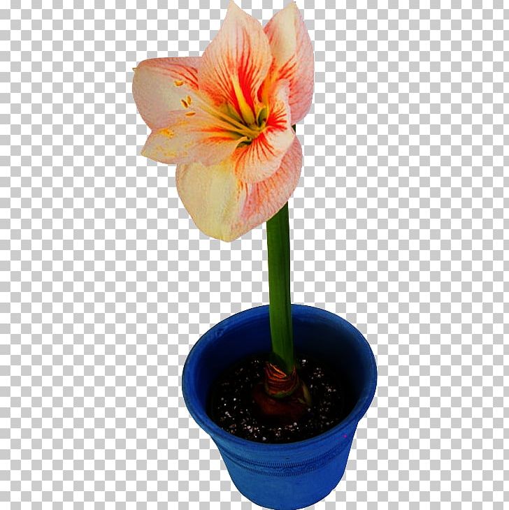 Flowerpot Amaryllis Jersey Lily Houseplant PNG, Clipart, Amaryllis, Amaryllis Belladonna, Amaryllis Family, Blomsterbutikk, Flower Free PNG Download