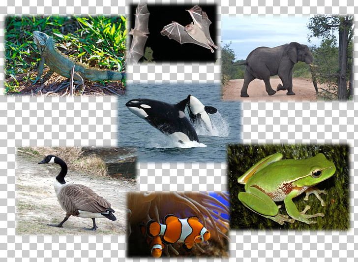 Vertebrate Reptile Bird Los Vertebrados Animales Vertebrados/ Vertabrate Animals PNG, Clipart, Amphibian, Animal, Animals, Beak, Biology Free PNG Download