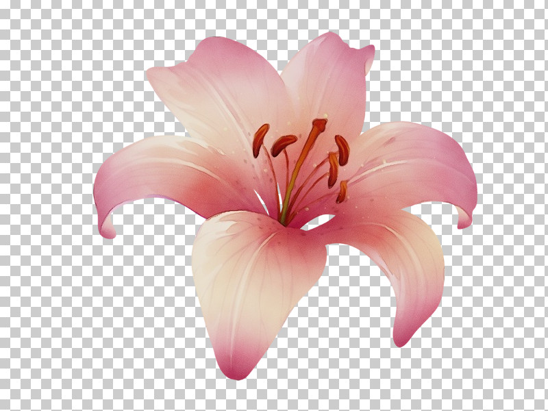 Lily Petal Pink Flower Plant PNG, Clipart, Amaryllis Belladonna, Cut Flowers, Daylily, Flower, Hibiscus Free PNG Download
