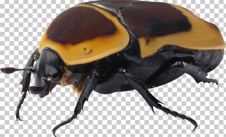 Beetle PNG, Clipart, Arthropod, Awesomeness, Bug, Bugs, Catapillar Free PNG Download