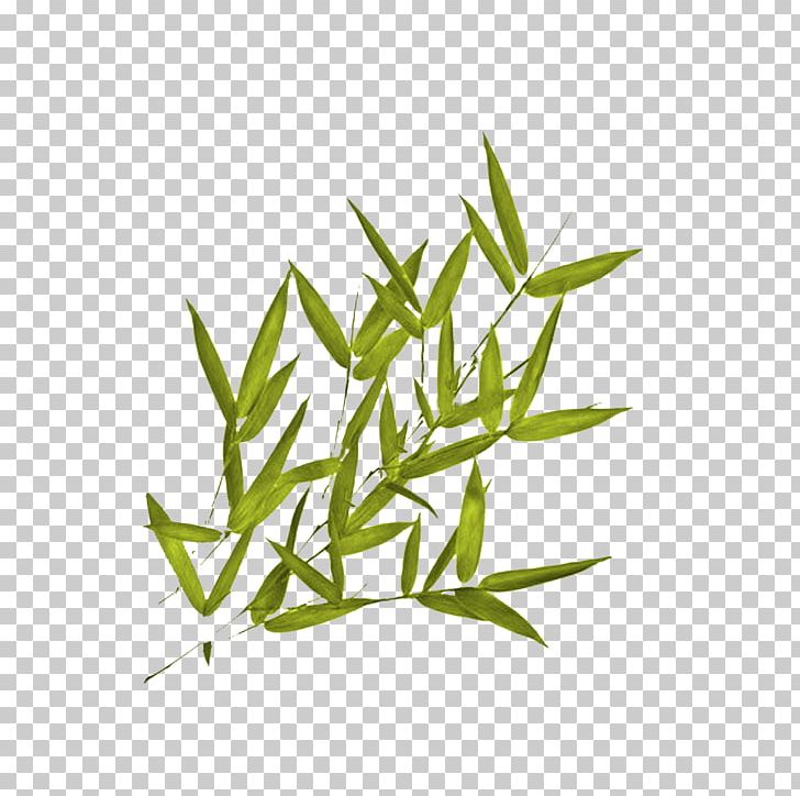 Branch Leaf Tropical Woody Bamboos Grasses Plant Stem PNG, Clipart, Bamboo, Bamboo Leaf, Branch, Com, Commodity Free PNG Download