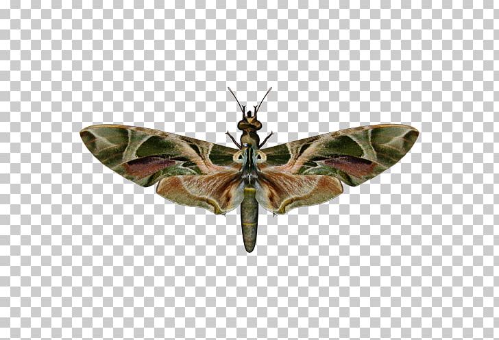 Brush-footed Butterflies Butterfly Oleander Hawk-moth Insect PNG, Clipart, Arthropod, Brush Footed Butterfly, Butterfly, Cethosia Cyane, Daphnis Free PNG Download