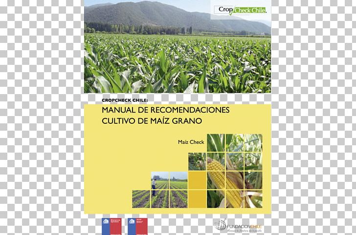 Crop Maize Agronomy Farm Wheat PNG, Clipart, Advertising, Agriculture, Agronomy, Brand, Caryopsis Free PNG Download