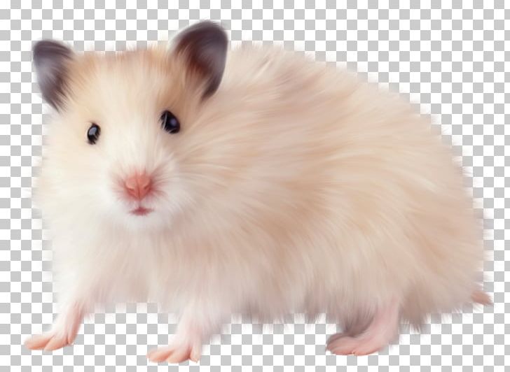 Hamster Rodent Computer Mouse Rat PNG, Clipart, Animal, Computer Mouse, Digital Image, Electronics, Fauna Free PNG Download