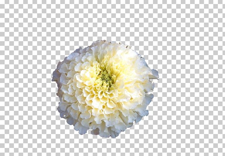 Mexican Marigold Calendula Officinalis Flower PNG, Clipart, Background White, Black White, Chrysanthemum, Download, Encapsulated Postscript Free PNG Download
