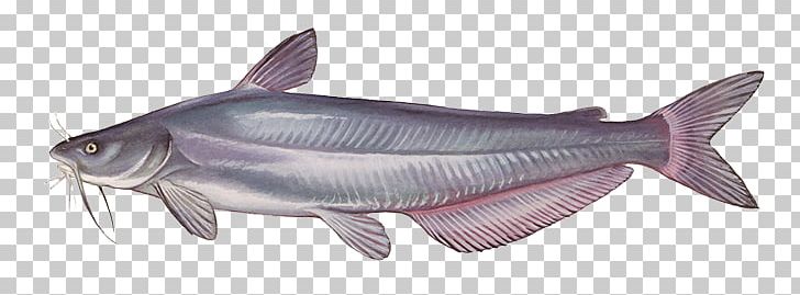 Blue Catfish Channel Catfish Common Carp Fishing PNG, Clipart, Angling, Animal Figure, Blue, Blue Catfish, Bony Fish Free PNG Download