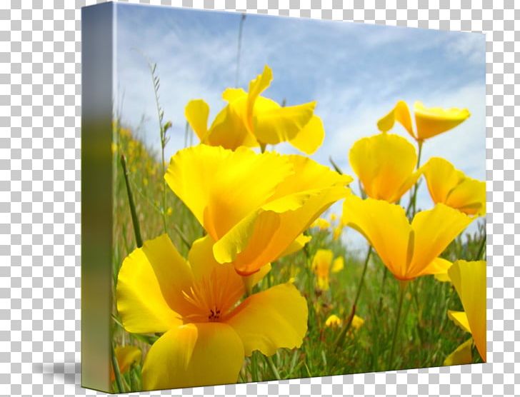 California Poppy Wildflower Canna PNG, Clipart, California Poppy, Canna, Canna Family, Canna Lily, Dandy Free PNG Download