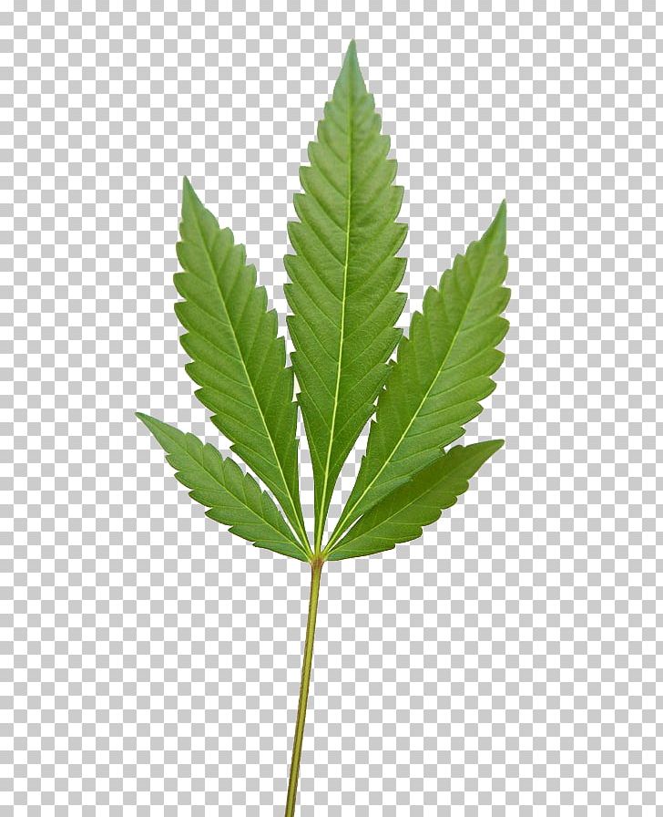 Cannabis Encapsulated PostScript PNG, Clipart, Cannabis, Cannabis Industry, Cannabis Smoking, Computer Icons, Computer Software Free PNG Download