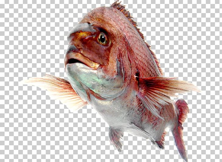 Fish Northern Red Snapper Desktop PNG, Clipart, Animals, Beak, Desktop Wallpaper, Fauna, Fish Free PNG Download