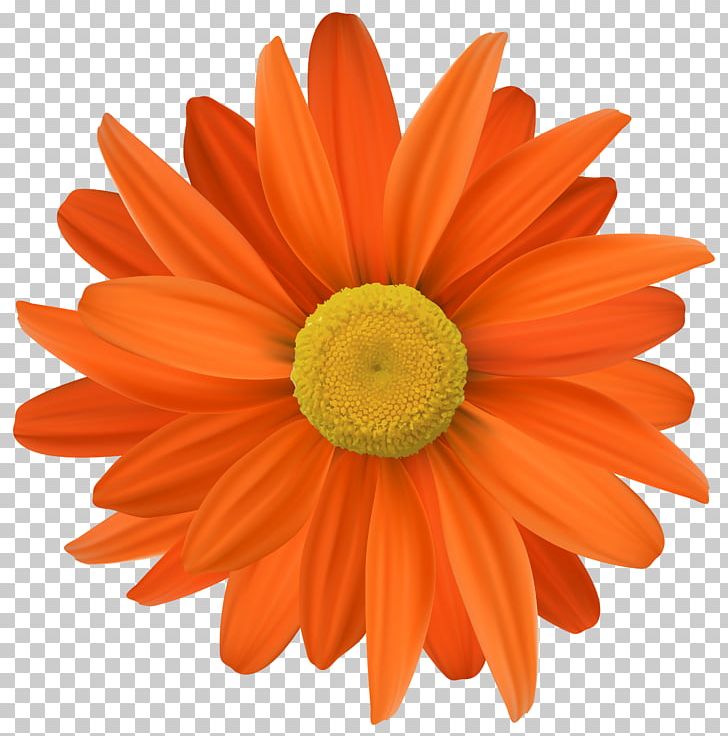 Photography Orange Chamomile PNG, Clipart, Chamomile, Chrysanths, Cut Flowers, Daisy Family, Floral Design Free PNG Download