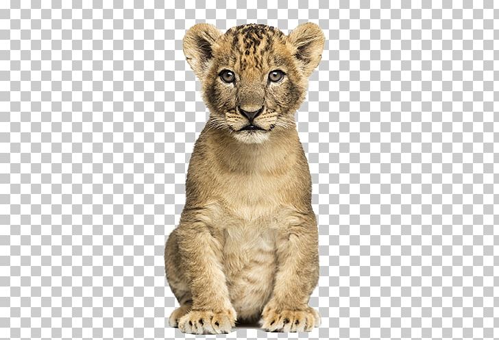 Lion Cheetah Photography Maasai Mara PNG, Clipart, Animals, Art, Big Cats, Carnivoran, Cat Like Mammal Free PNG Download