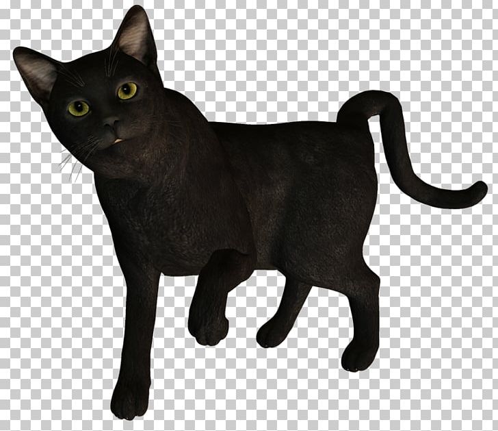 Korat Black Cat German Rex Domestic Short-haired Cat Blog PNG, Clipart, Asian, Black, Black Cat, Blog, Bombay Free PNG Download