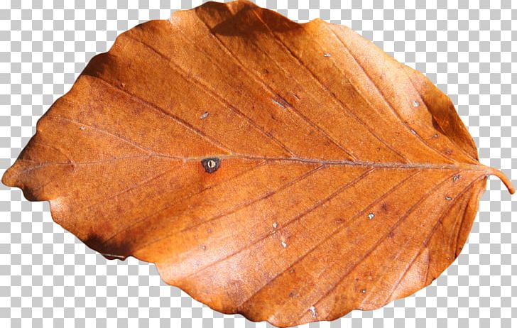 Leaf Photography Brown PNG, Clipart, Branch, Brown, Color, Flower, Leaf Free PNG Download