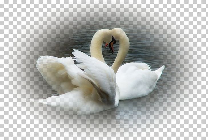 Mute Swan Bird Black Swan Любовь уставших лебедей Oqqush PNG, Clipart, Beak, Bird, Black Swan, Comprehensive Cover, Cygnini Free PNG Download