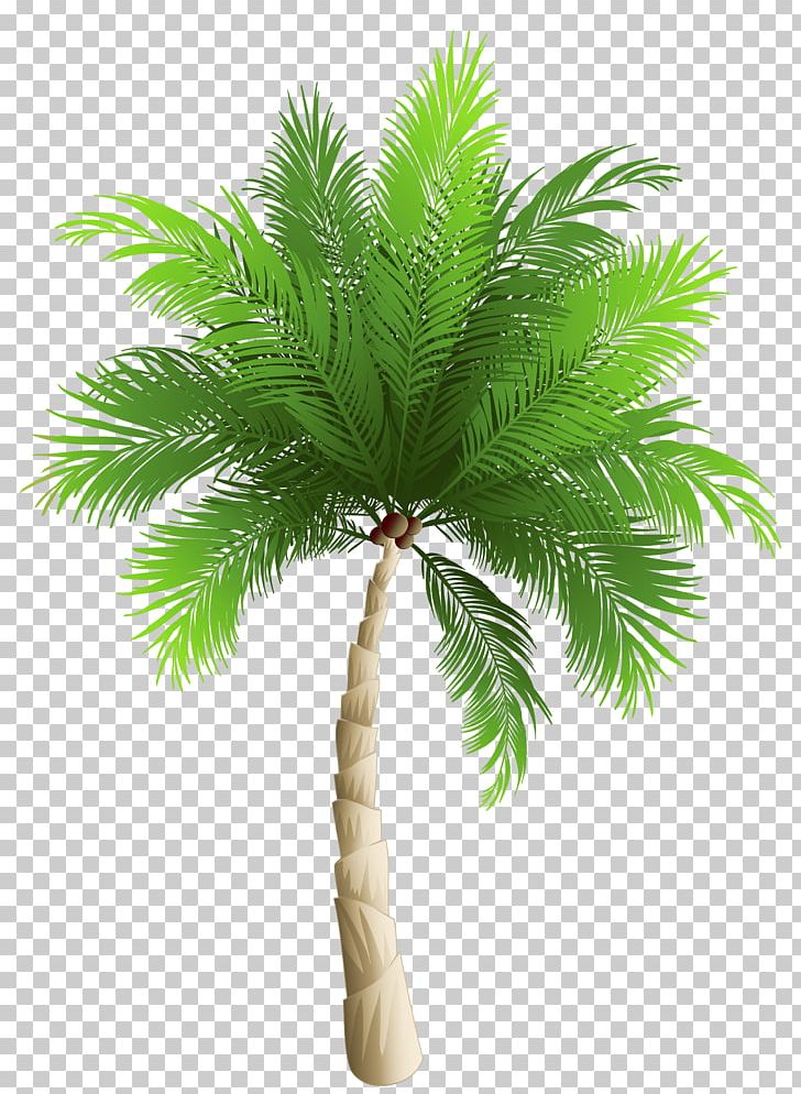 Palm Trees Date Palm Phoenix Canariensis Coconut PNG, Clipart, Arecaceae, Arecales, Borassus Flabellifer, Clipart, Coconut Free PNG Download