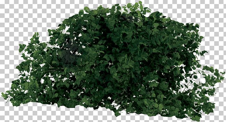 Rainforest Learning Center Tree Shrub Leaf PNG, Clipart, Branch, Camera, Child, Grass, Herb Free PNG Download