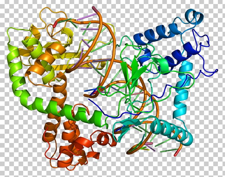 Type I Topoisomerase TOP1 Gene Protein PNG, Clipart, Area, Art, Artwork, Biochemistry, Camptothecin Free PNG Download