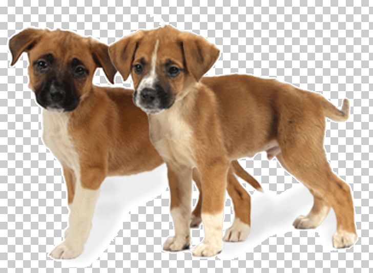 Dog Breed Black Mouth Cur Plummer Terrier Austrian Pinscher Boerboel PNG, Clipart, Animal Rescue, Animals, Austrian Pinscher, Black Mouth Cur, Boerboel Free PNG Download