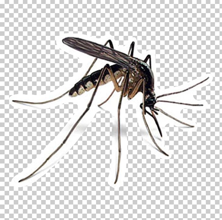 Mosquito Control Household Insect Repellents West Nile Fever PNG, Clipart, Arthropod, Bed Bug Control Techniques, Deet, Disease, Fly Free PNG Download
