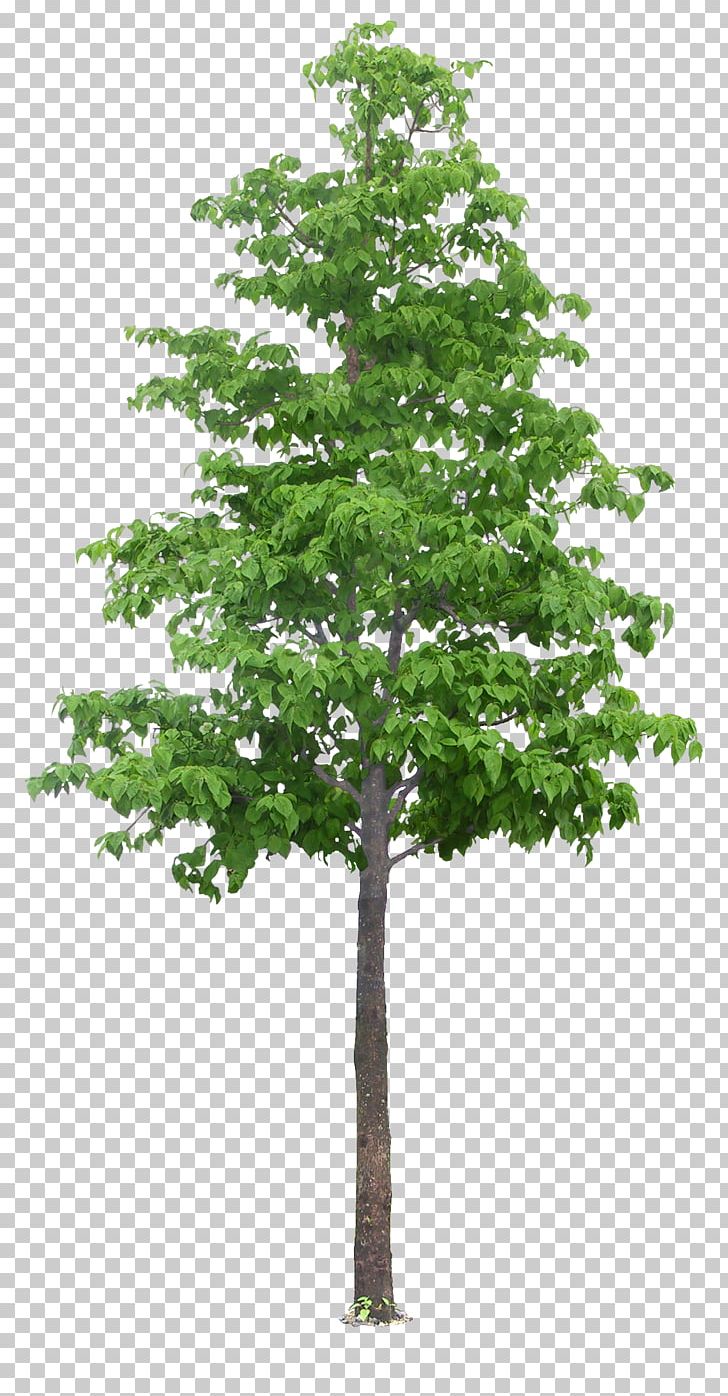 tree vetri maalai matrimony png clipart branch evergreen grass hd big picture houseplant free png download imgbin com