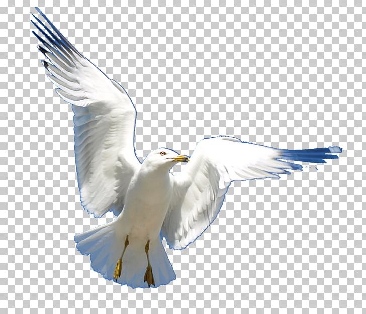 European Herring Gull Gulls Wildlife Fauna Feather PNG, Clipart, American Herring Gull, Animals, Beak, Bird, Charadriiformes Free PNG Download
