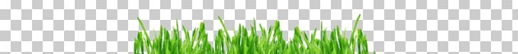 Grasses Line PNG, Clipart, Barley Grass, Family, Grass, Grasses, Grass Family Free PNG Download