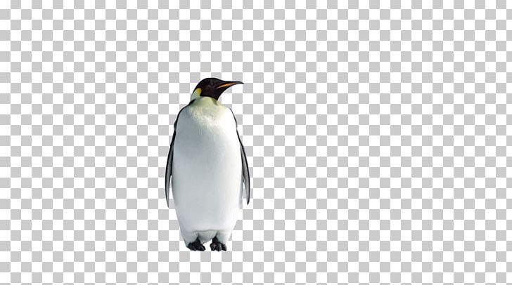 King Penguin P Is For Penguins Happy Flappy Feet: Penguins Childrens Books PNG, Clipart, Animal, Animals, Arctic, Beak, Bird Free PNG Download