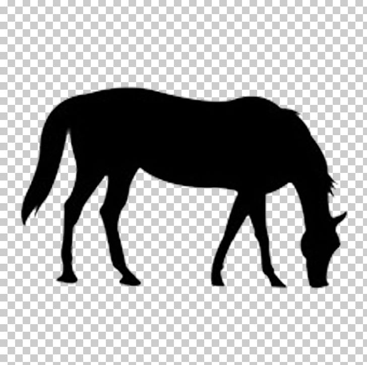 Horse Animals Photography PNG, Clipart, Animal, Animals, Black, Encapsulated Postscript, Grass Free PNG Download