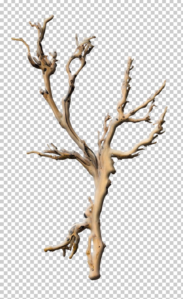 Branch Tree Plant Root Twig PNG, Clipart, Branch, Branches, Fig Trees, Koraga People, Nature Free PNG Download