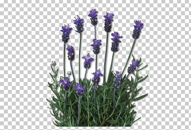 English Lavender Lavandula Dentata French Lavender Plant Lamiaceae PNG, Clipart, Common Sage, English Lavender, Flower, Flowering Plant, Food Drinks Free PNG Download