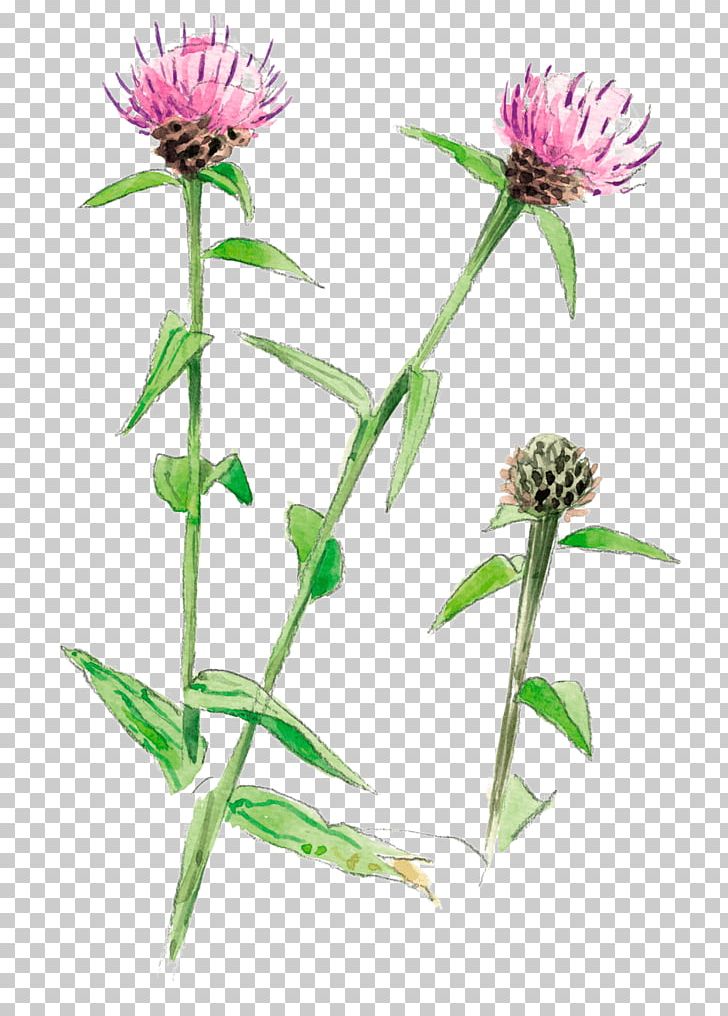 Greater Burdock Milk Thistle Herbalism Coneflower Trifolieae PNG, Clipart, Annual Plant, Aster, Burdock, Centaur, Coneflower Free PNG Download