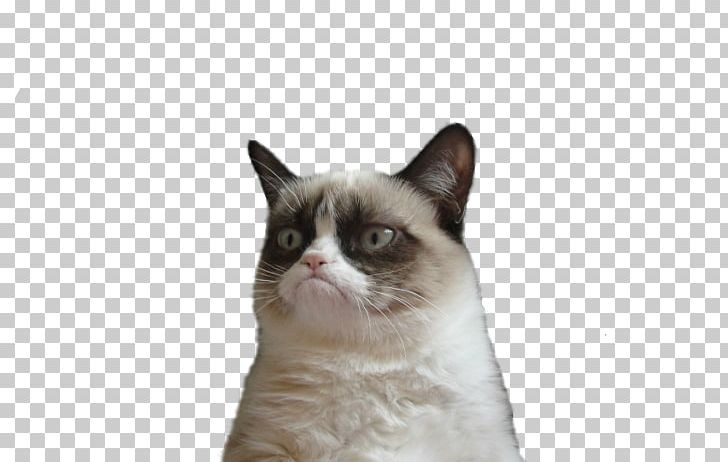 Grumpy Cat Kitten Mug Domestic Short-haired Cat PNG, Clipart,  Free PNG Download