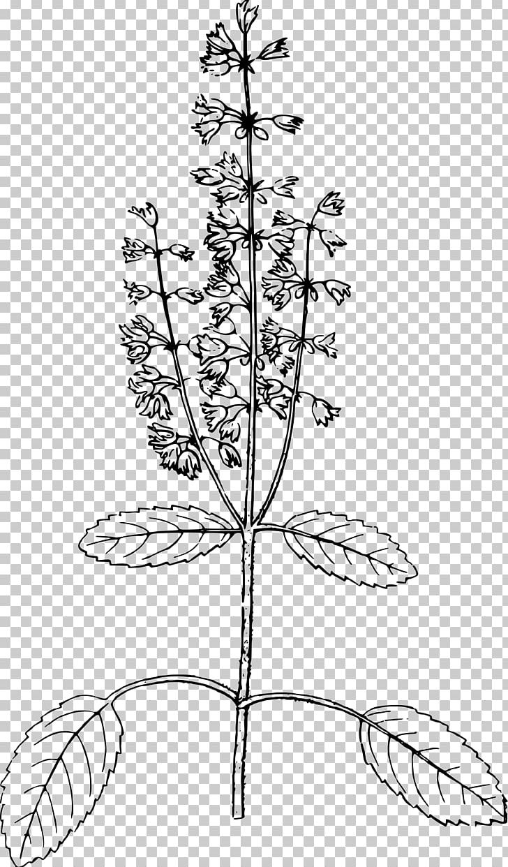 Holy Basil Drawing Line Art Thirty-five Years In The East: Adventures PNG, Clipart, Basil, Branch, Flower, Leaf, Miscellaneous Free PNG Download