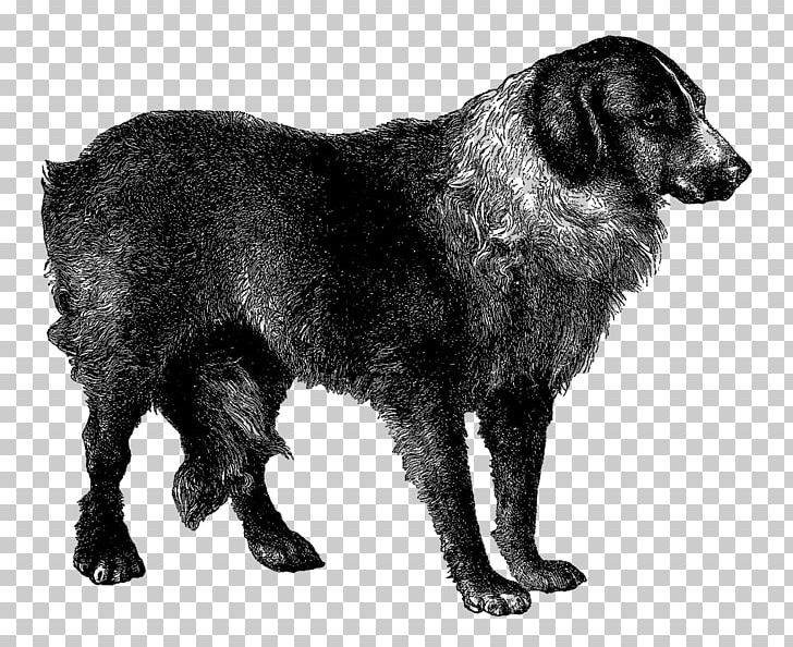 Flat-Coated Retriever Rare Breed (dog) Dog Breed Borador Sporting Group PNG, Clipart, Bernard, Black And White, Borador, Breed, Carnivoran Free PNG Download
