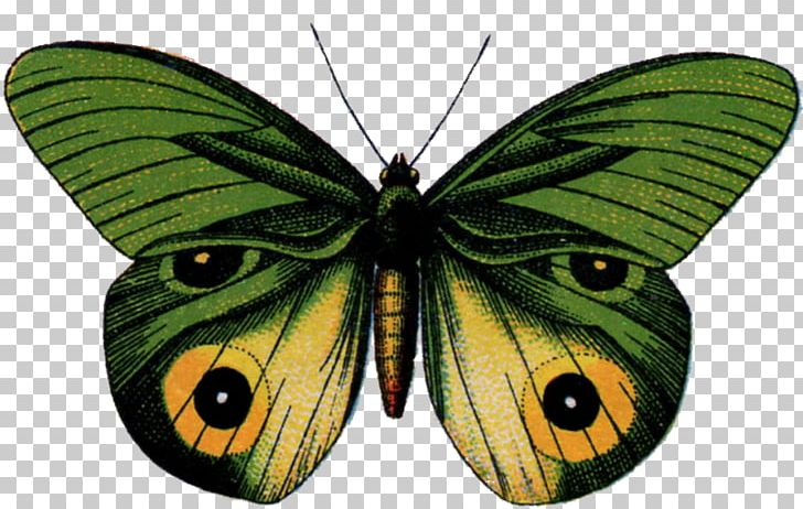 Monarch Butterfly Moth Gossamer-winged Butterflies Brush-footed Butterflies PNG, Clipart, Arthropod, Brush Footed Butterfly, Butterflies And Moths, Butterfly, Butterfly Effect Free PNG Download