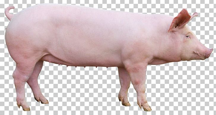 Domestic Pig Le Porc Pig's Ear Pork PNG, Clipart,  Free PNG Download