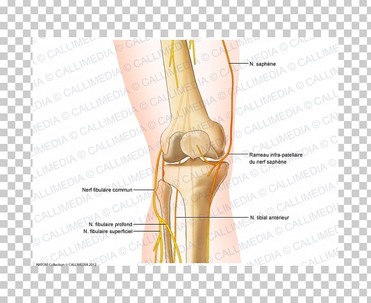 Knee Common Peroneal Nerve Anatomy Saphenous Nerve PNG, Clipart, Anatomy, Arm, Bone, Common Peroneal Nerve, Elbow Free PNG Download