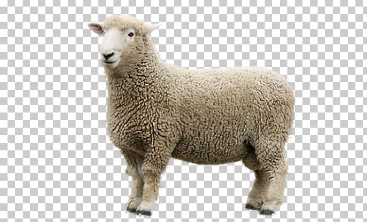 Merino Romney Sheep Portable Network Graphics Goat Domestic Sheep Reproduction PNG, Clipart, Cow Goat Family, Eid Aladha, Goat, Goat Antelope, Horn Free PNG Download