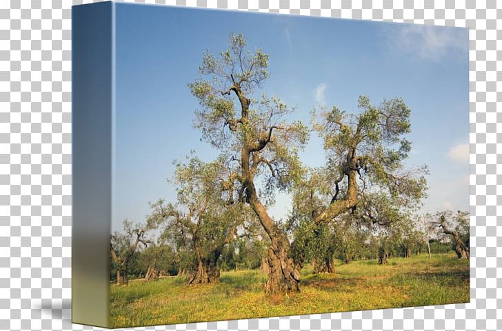 Oak Apulia Olive Tree Of Vouves Ecosystem Meadow PNG, Clipart, Apulia, Branch, Branching, Curtain, Ecosystem Free PNG Download