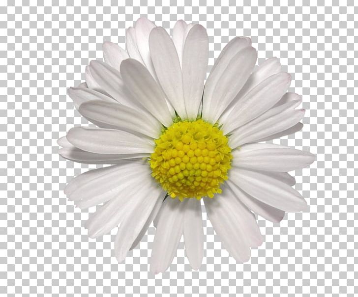 Oxeye Daisy Chrysanthemum Paludosum PNG, Clipart, Argyranthemum Frutescens, Aster, Blue, Chamaemelum, Chrysanthemum Chrysanthemum Free PNG Download