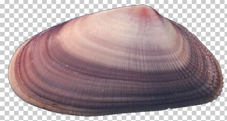 Baltic Macoma Cockle Clam Seashell Veneroida PNG, Clipart, Art, Baltic Clam, Clam, Clams Oysters Mussels And Scallops, Cockle Free PNG Download