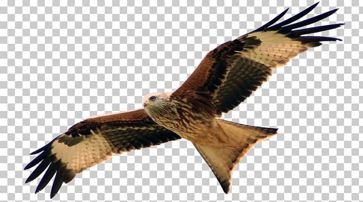 Hawk Buzzard Red Kite Organisationsberatung Coaching PNG, Clipart, Accipitriformes, Beak, Bird, Bird Of Prey, Buzzard Free PNG Download
