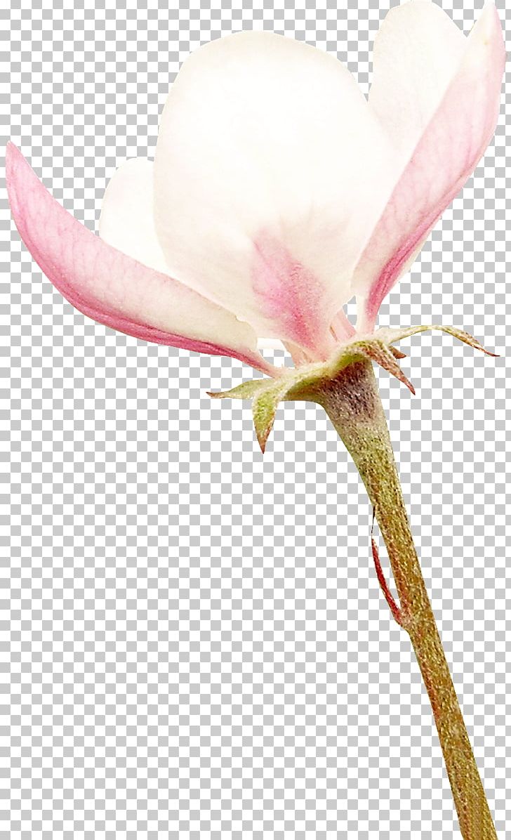 Petal Cut Flowers Southern Magnolia Magnolia Family PNG, Clipart, Blossom, Branch, Bud, Cut Flowers, Flora Free PNG Download