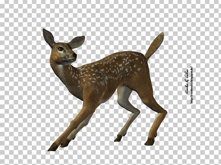 White-tailed Deer Stock Photography PNG, Clipart, Animal Figure, Animals, Antelope, Antler, Deer Free PNG Download