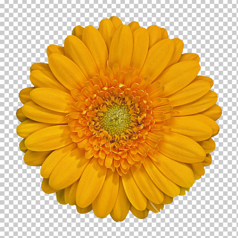 Orange PNG, Clipart, Annual Plant, Asterales, Barberton Daisy, Calendula, Cut Flowers Free PNG Download