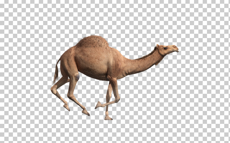 Camel Camelid Arabian Camel Animal Figure Wildlife PNG, Clipart, Animal Figure, Arabian Camel, Bactrian Camel, Camel, Camelid Free PNG Download