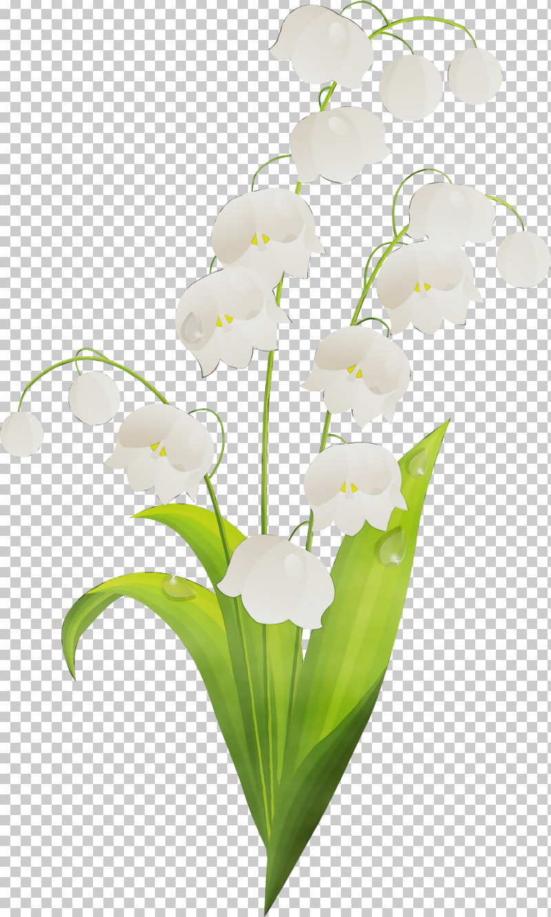 Flower Plant Lily Of The Valley Petal Terrestrial Plant PNG, Clipart, Arum Family, Cut Flowers, Dendrobium, Flower, Flowerpot Free PNG Download